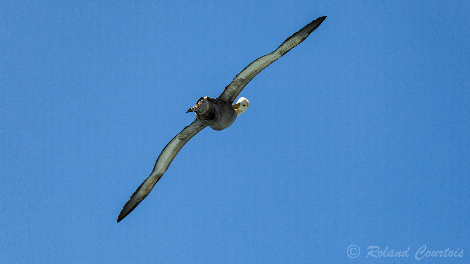 Albatros des Galapagos, avec une grosse chatoulle à la base de l'aile !