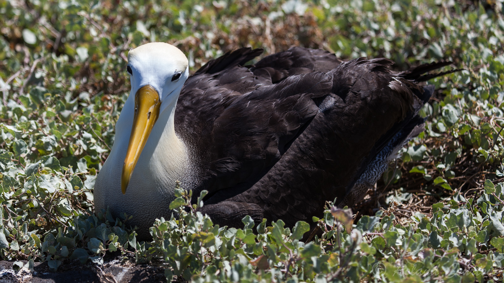 Albatros des Galapagos couvant ses oeufs