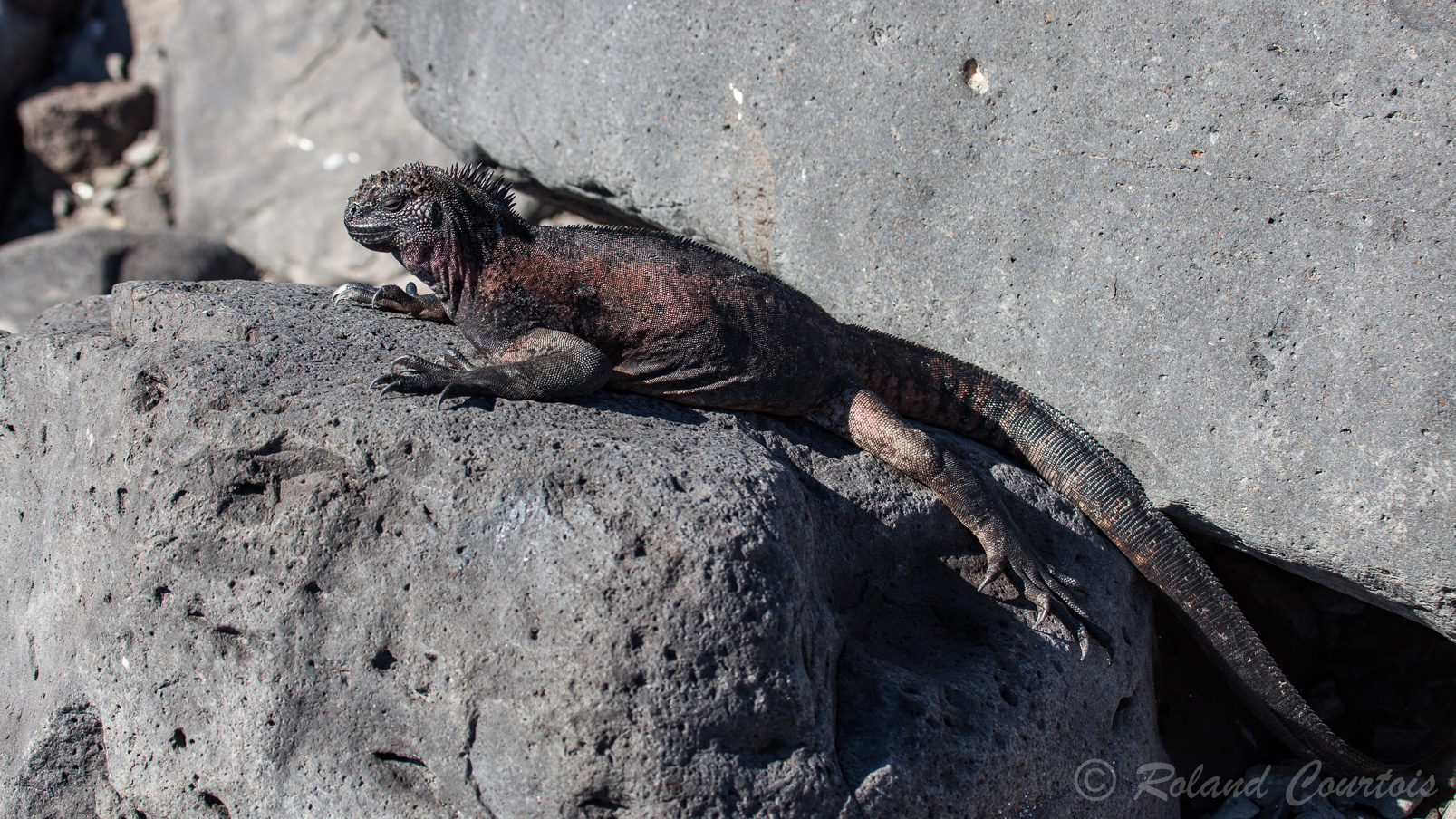 Iguane rose des Galapagos, comme ses cousins les marins, mais mangeur de crevettes.