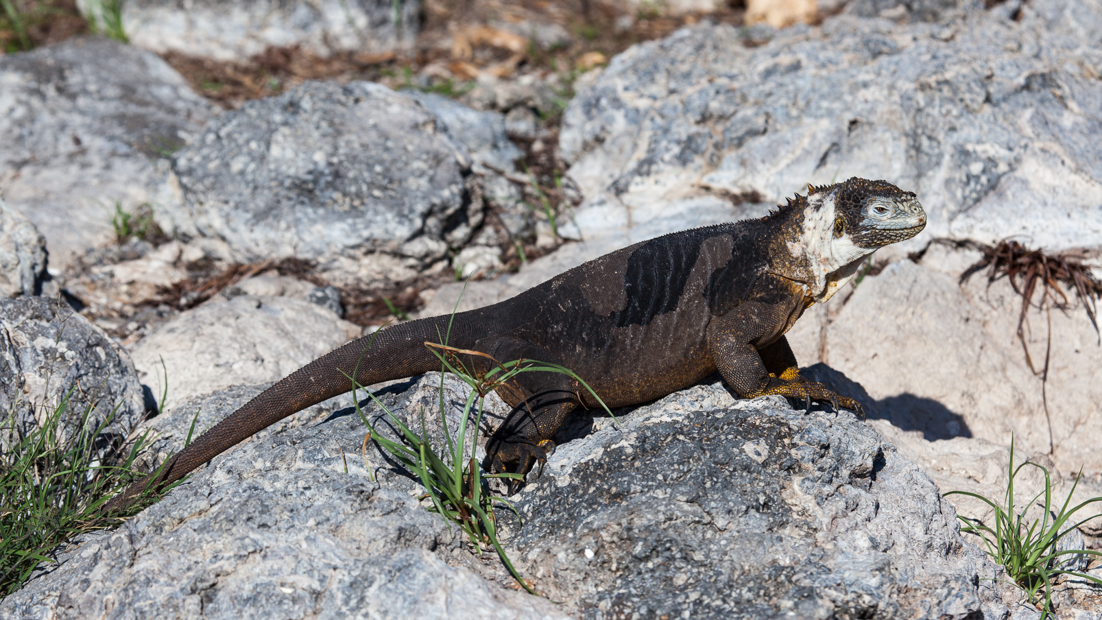Iguane terrestre des Galapagos: peut atteindre 60 cm ....