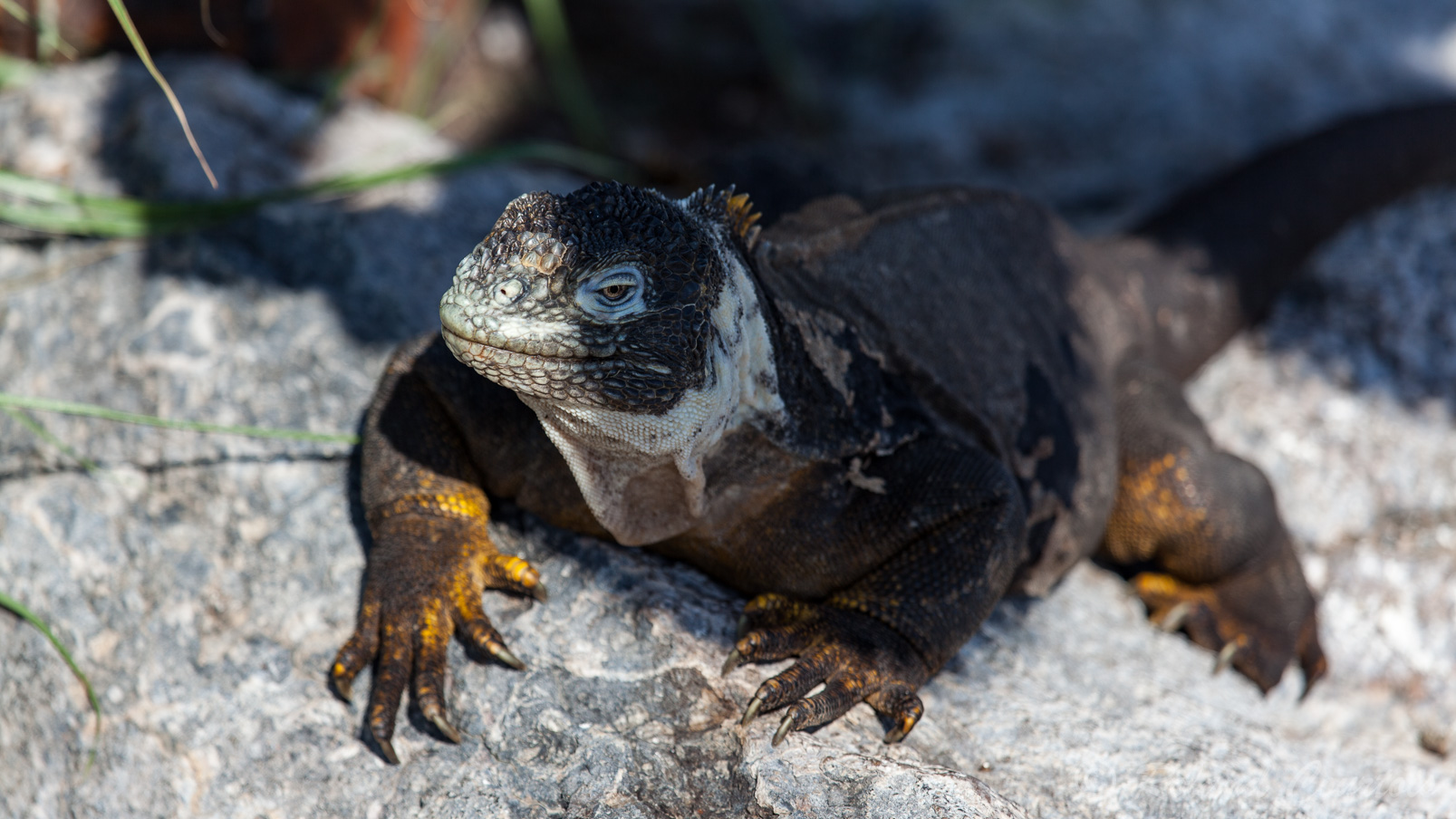 Iguane terrestre des Galapagos....  est endémique de l'archipel.