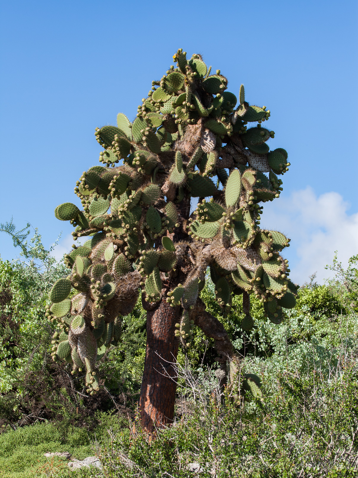 Cactus echios, endémique de l'île Plaza Sur