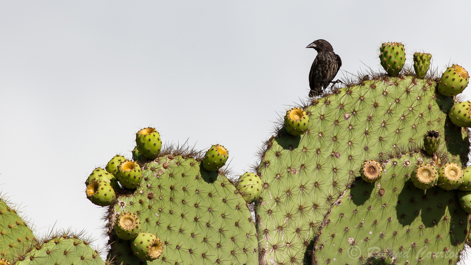 Un pinson de Darwin ou pinson des cactus sur un cactus echios,