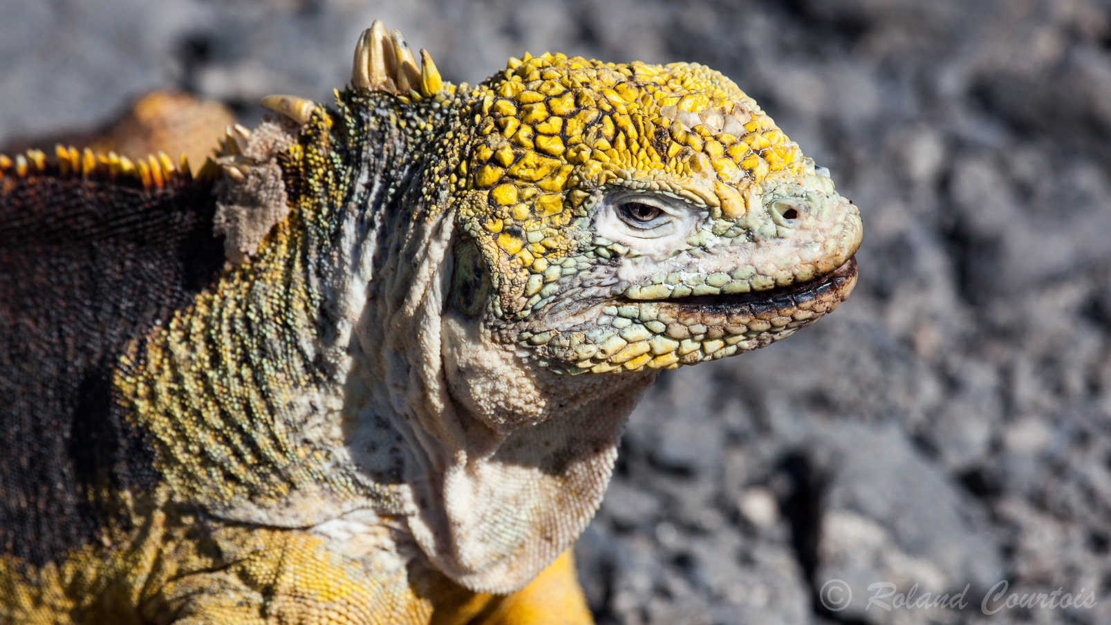 Iguane terrestre des Galapagos. Conolophus subcristatus, l'Iguane terrestre des Galapagos, est une espèce de sauriens de la famille des Iguanidae (WIKI)