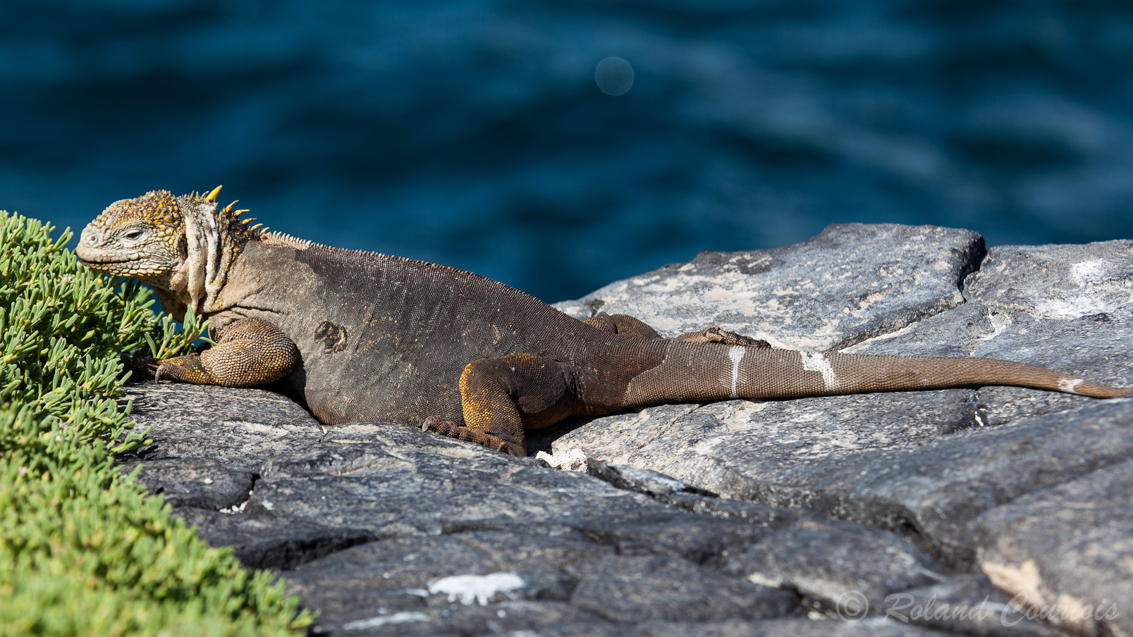 Iguane terrestre des Galapagos. Conolophus subcristatus, l'Iguane terrestre des Galapagos, est une espèce de sauriens de la famille des Iguanidae (WIKI)