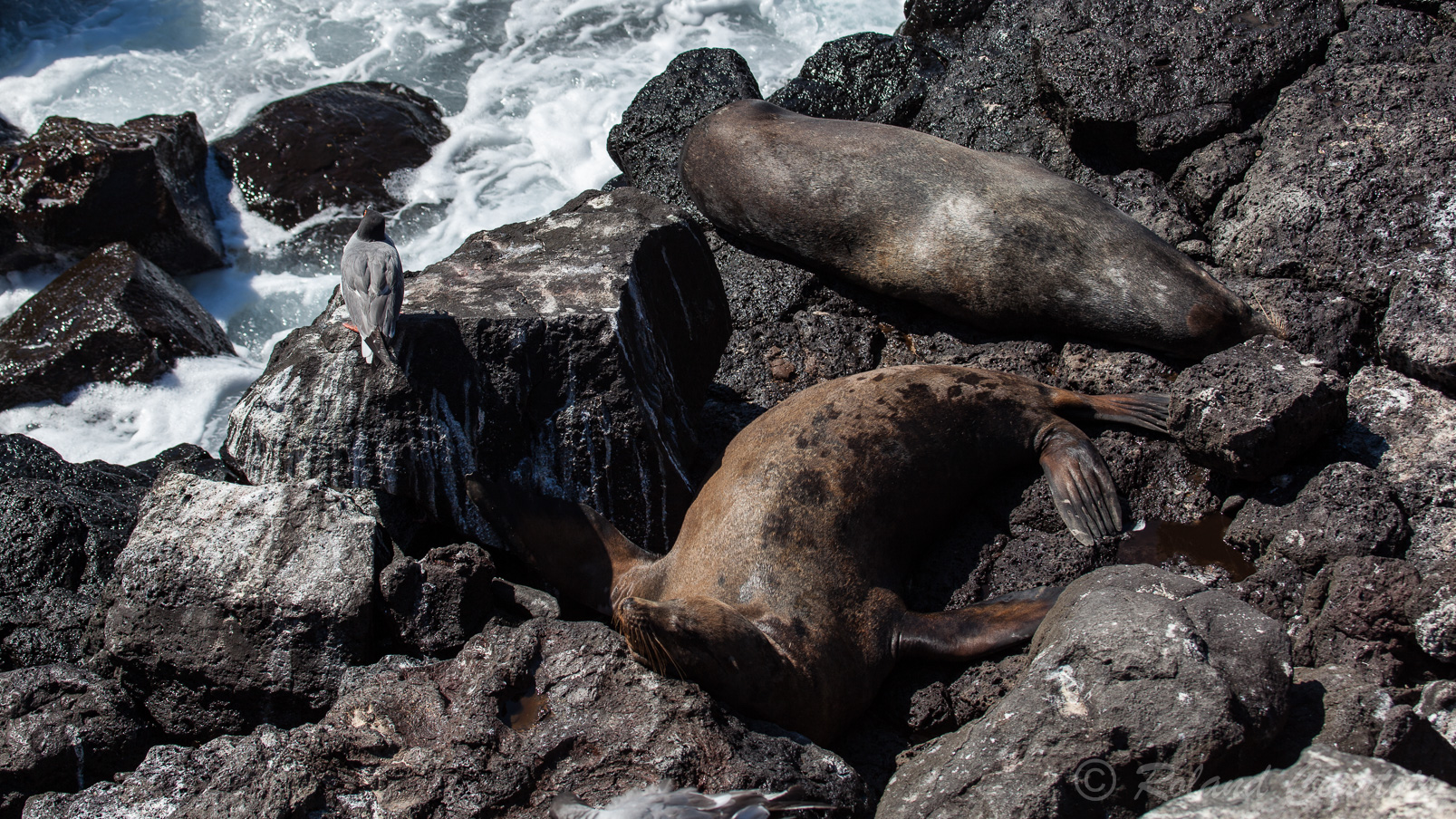 Otaries des Galapagos se reposant sur les hauteurs pour se mettrent à l'abri des prédateurs !