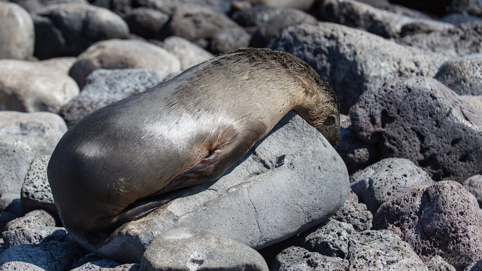 Otaries des Galapagos: pour bien se réchauffer, il est indispensable d'étirer le cou !