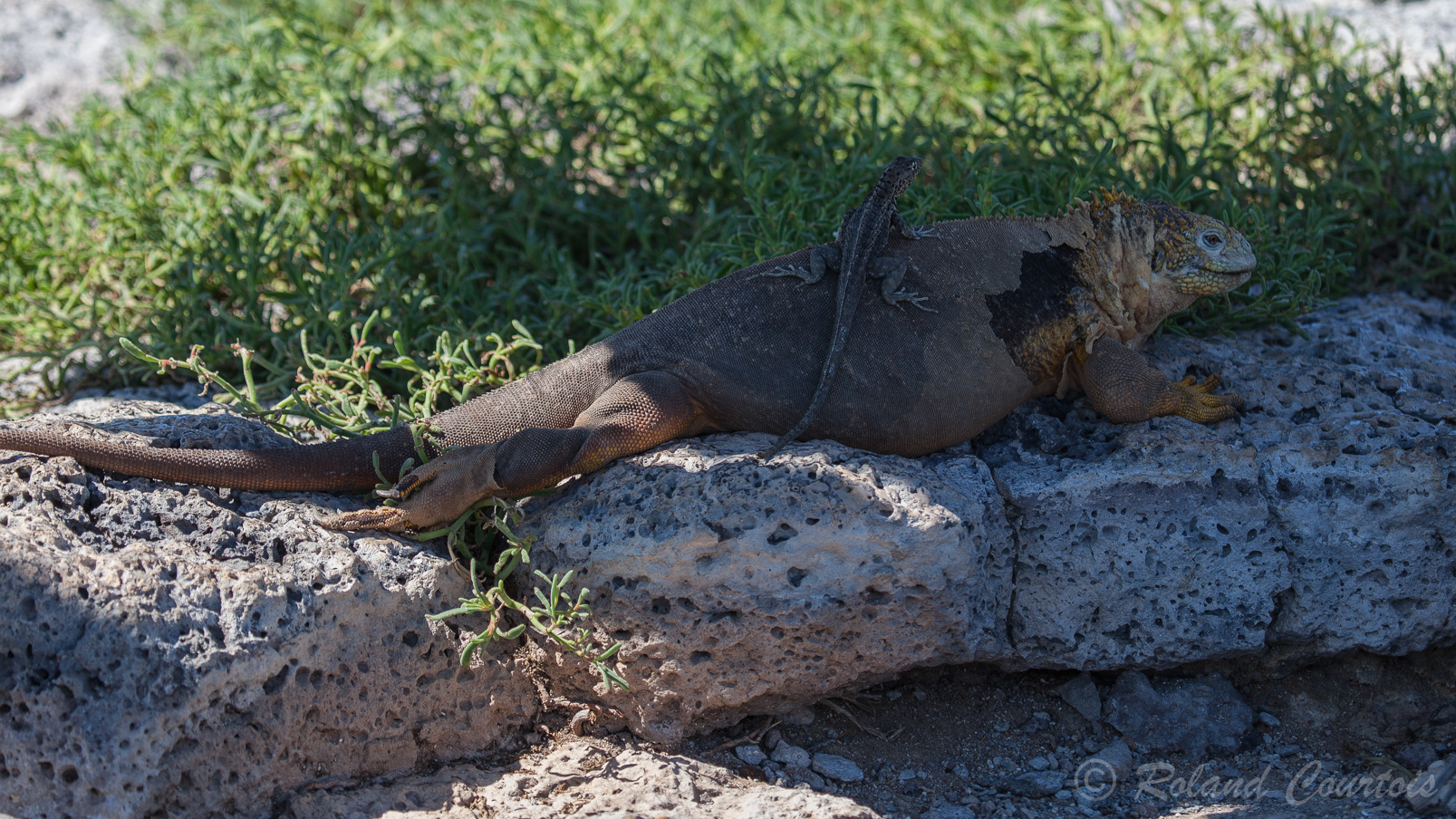 Un Iguane terrestre des Galapagos avec un lézard des laves sur son dos.