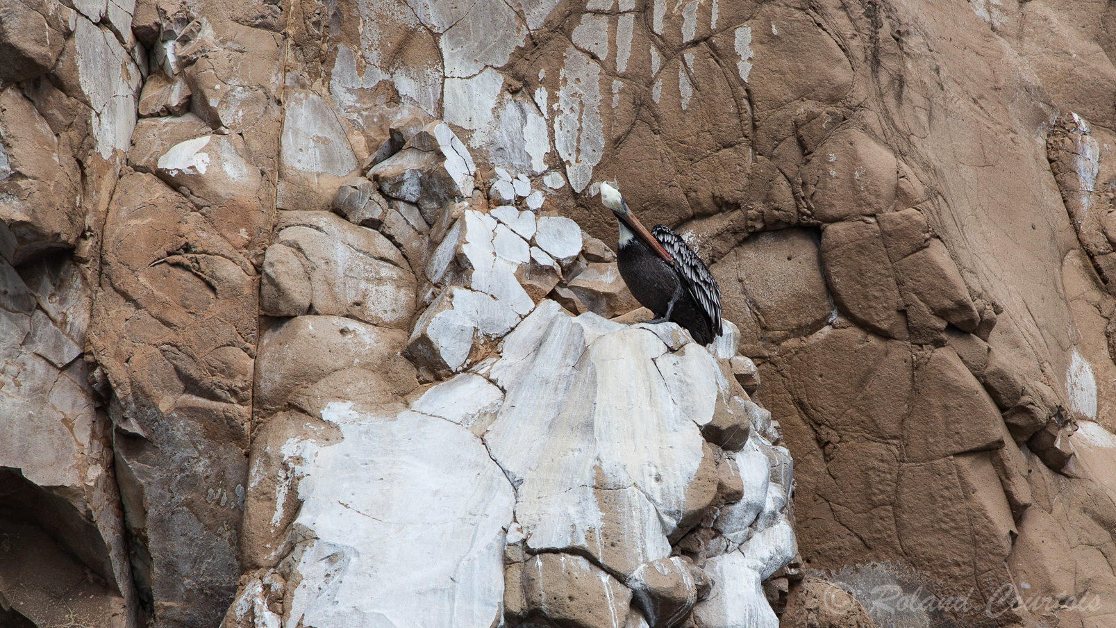 Pélican brun nichant sur les falaises de Cerro Brujo de l'île San Cristobal