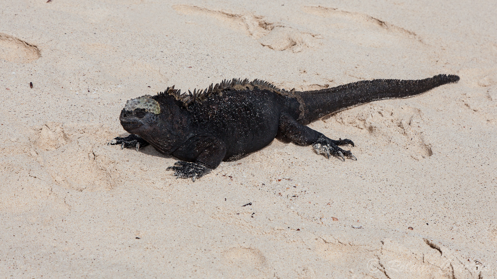 Iguane marin sur la plage de Puerto Grande de l'île San Cristobal.