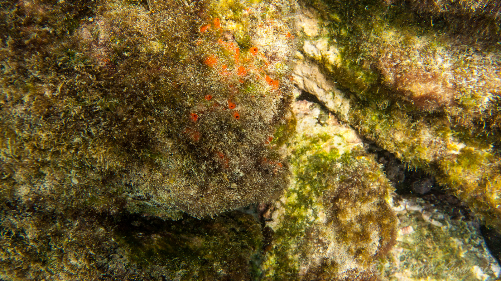 Corail orange