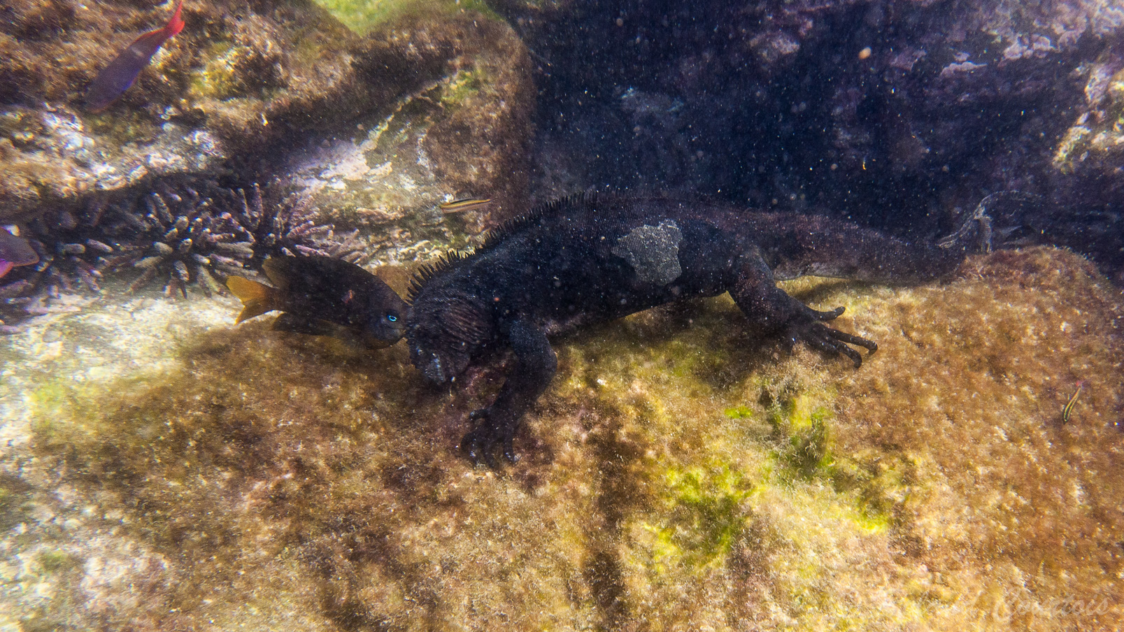 Iguane marin des Galapagos dans son élément.