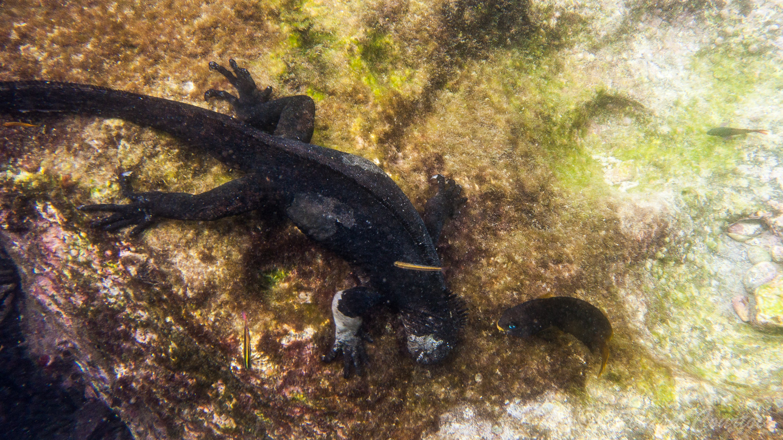 Iguane marin qui se nourrit des algues.