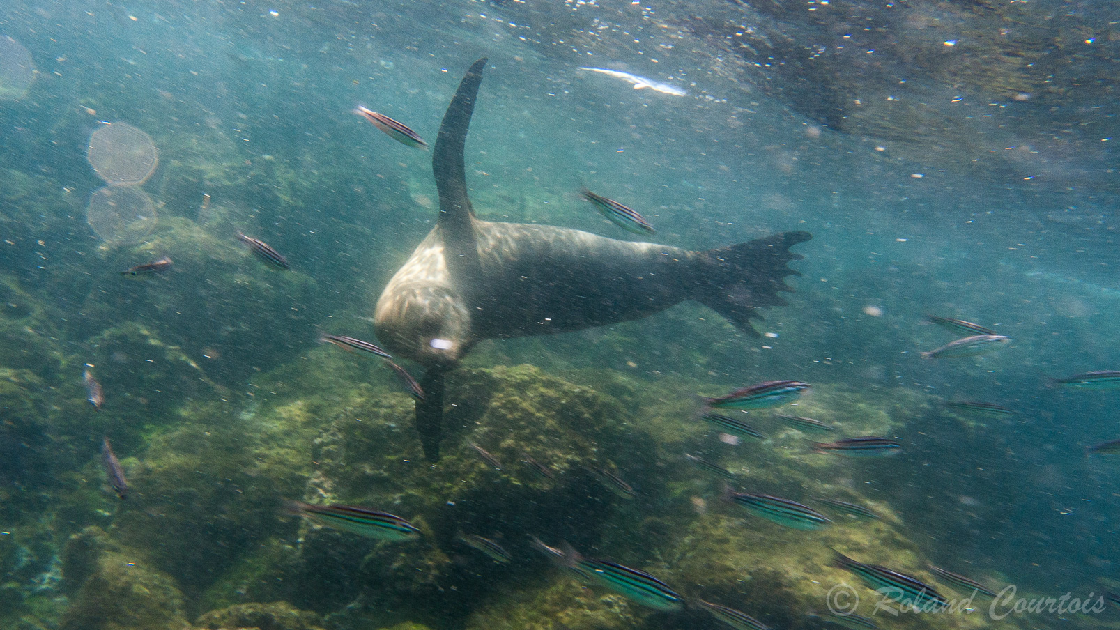 Otaries des Galapagos dansent avec nous
