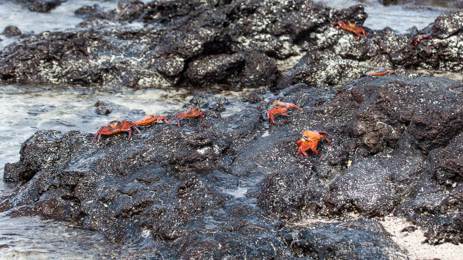 Sally-pied-léger ou crabe rouge, nous en verrons partout aux Galapagos