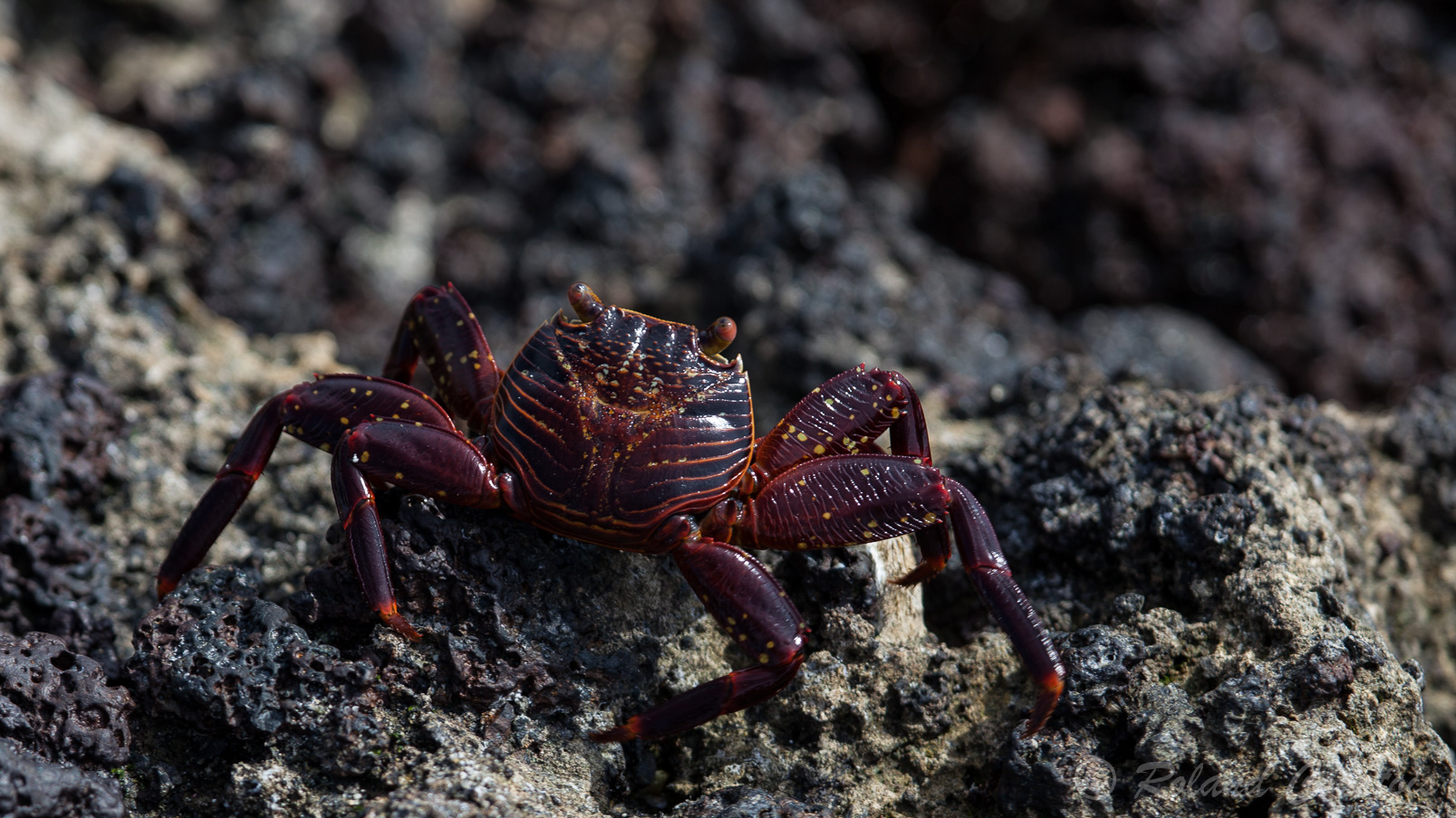 Sally-pied-léger ou crabe rouge, nous en verrons partout aux Galapagos