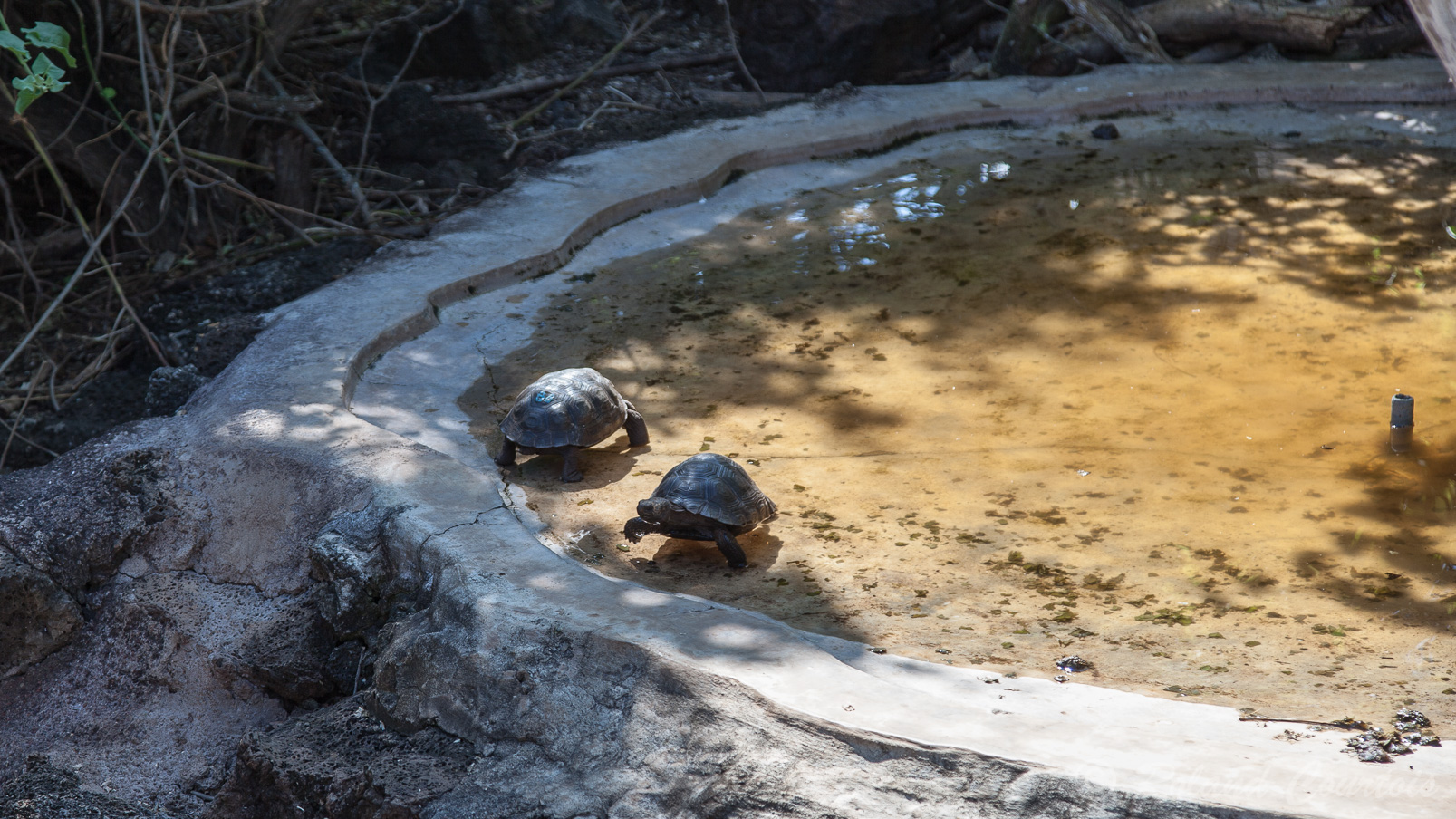 Dans le centre Charles Darwin sur l'île de Santa-Cruz, élevage et conservation de tortues terrestres.