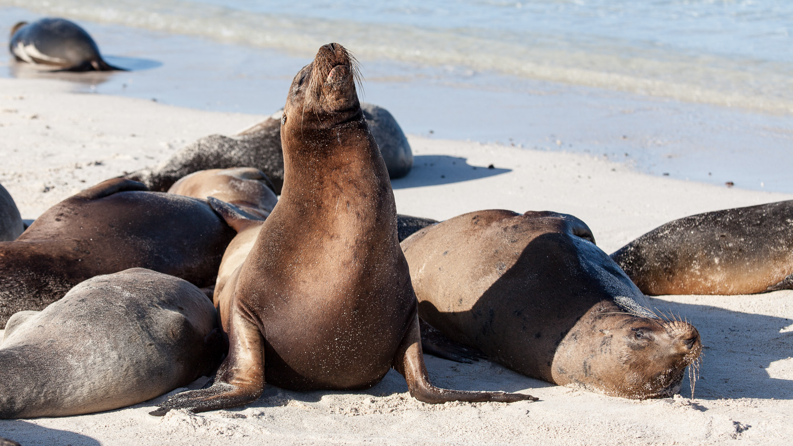 Otaries des Galapagos se reposant sur la plage de Santa Fe
