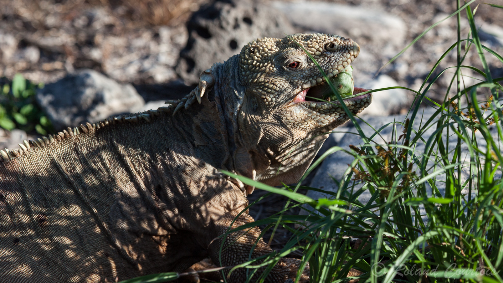Iguane terrestre des Galapagos se nourrit des fruits du cactus. La crête dorsale est fortement prononcée. Les yeux sont bien rouges.
