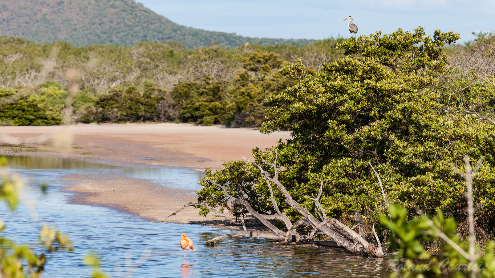 Après le débarquement à Punta Suarez, un flamant rose des Caraïbes et un héron des Galapagos, en haut d'un arbre.