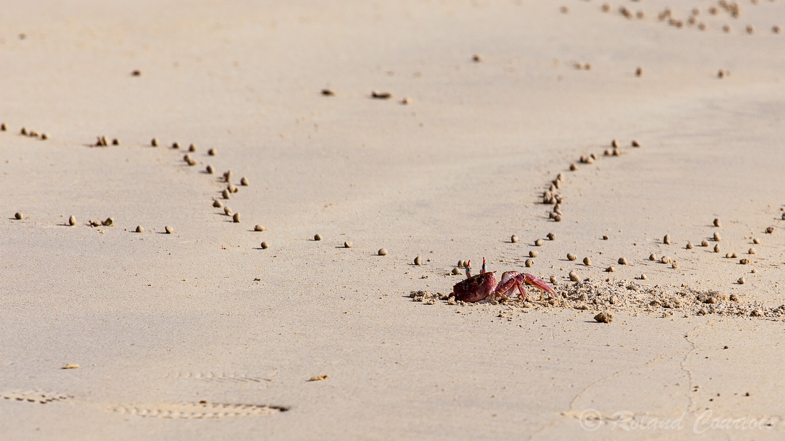 Crabe fantôme ou Ocypode. Ils peuvent courir à plus de 20 km/h en changeant constamment de direction.