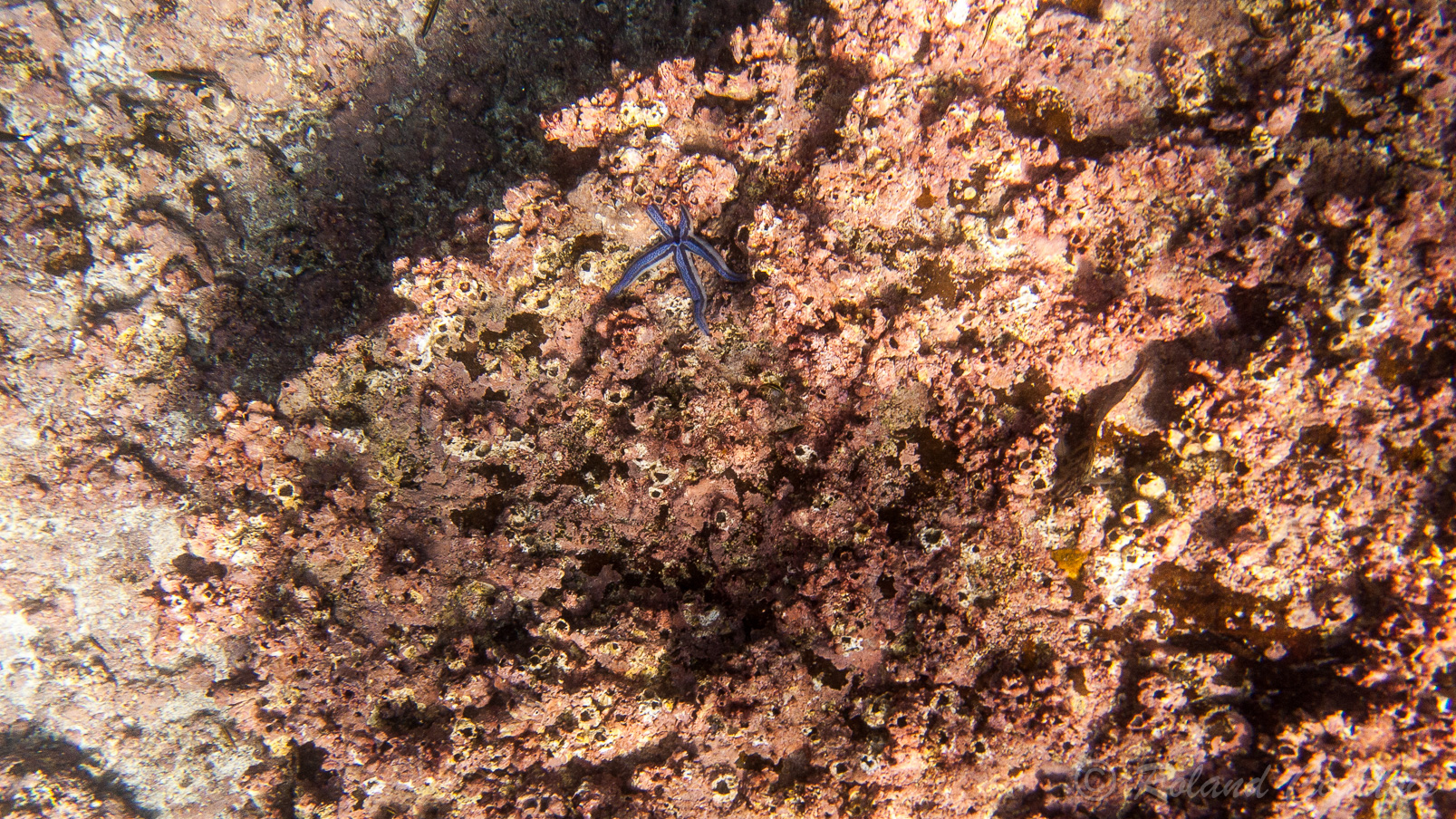 Magnifique étoile de mer bleue des Galapagos