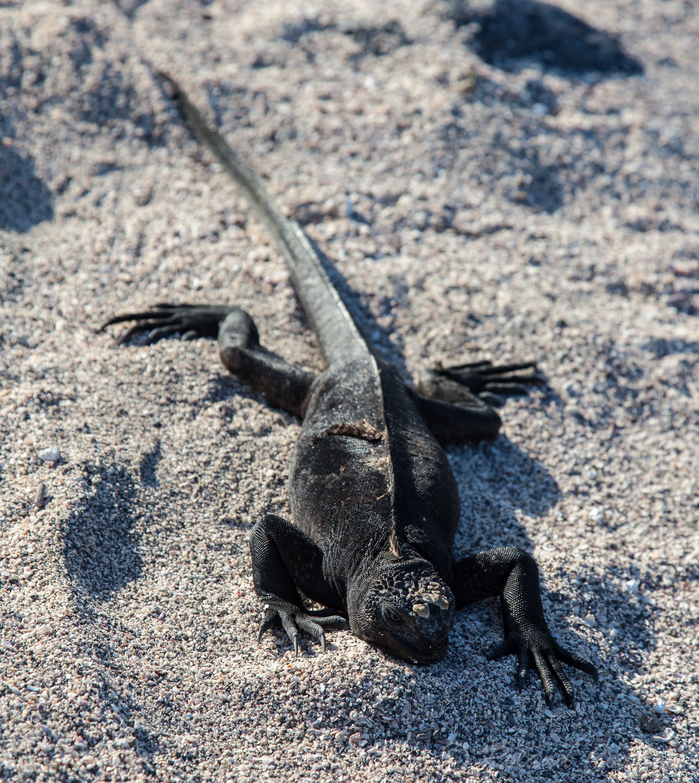 Et encore un (dernier) iguane marin des Galapagos.