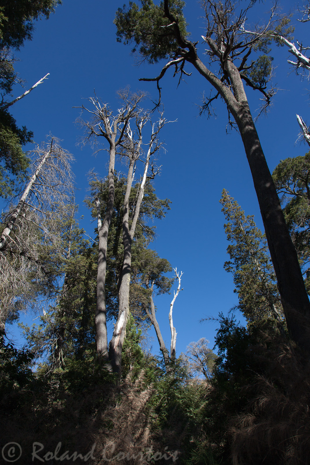 Beaucoup d'arbres sont touchés par le nuage de cendres du volcan Puyehué