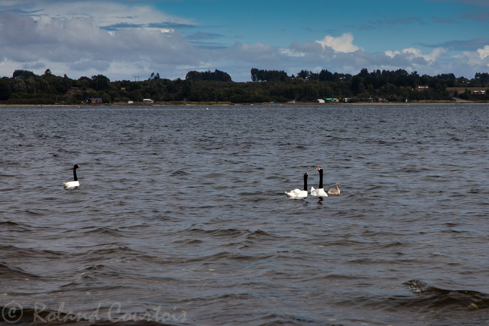 Cygnes à cou noir devant Caulin (Chiloé)