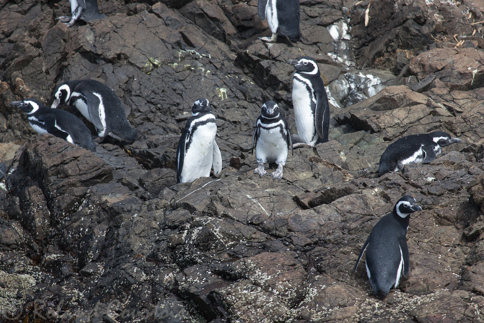 Manchots de Magellan.