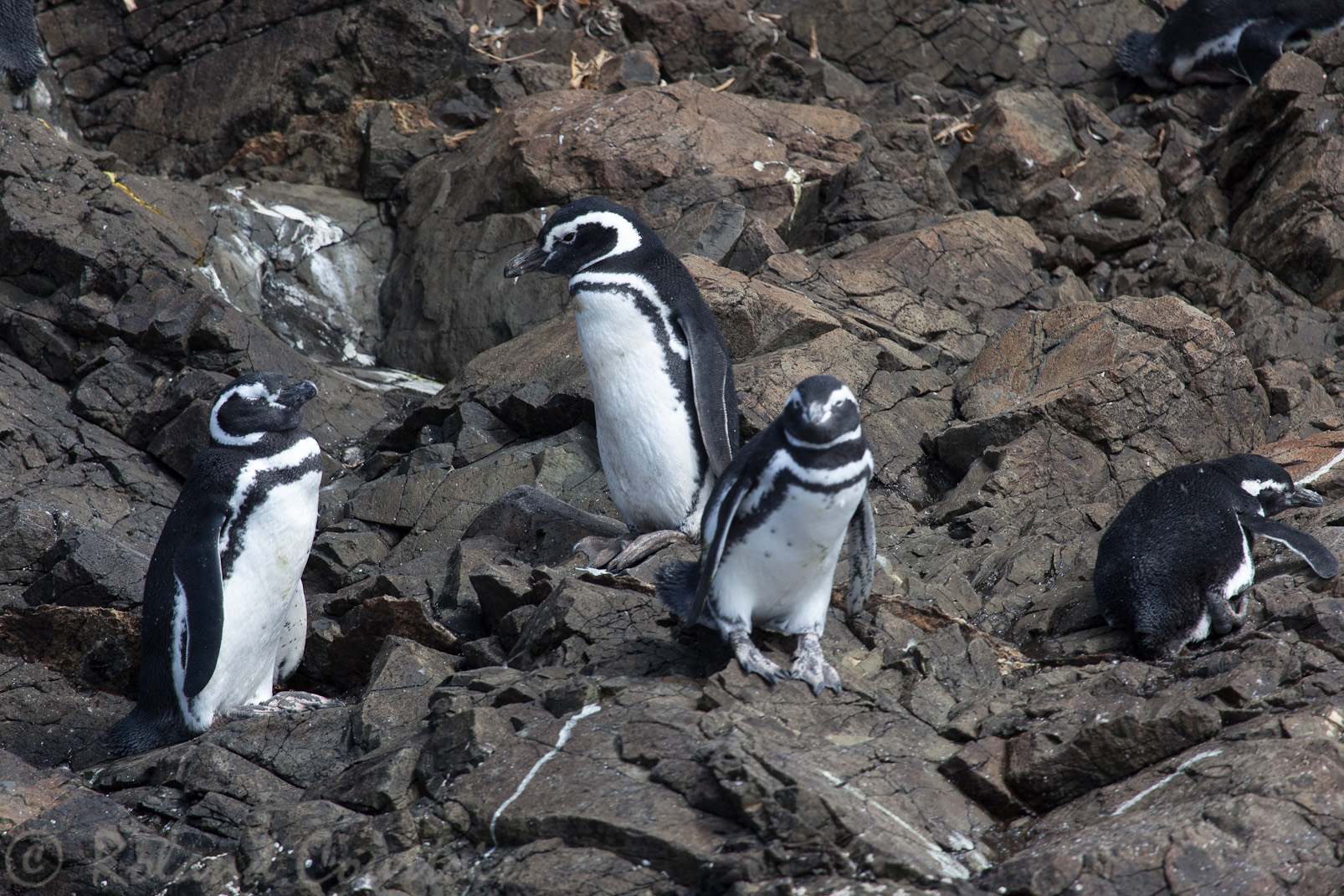 Manchots de Magellan.