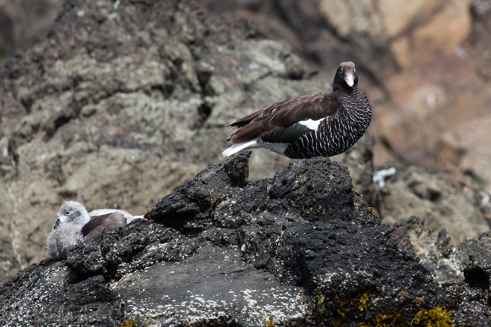 Ouette marine - Chloephaga hybrida - Kelp Goose