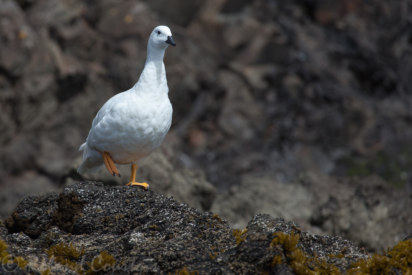 Ouette marine - Chloephaga hybrida - Kelp Goose