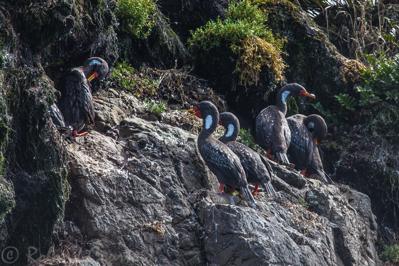 Cormoran de Gaimard -
Phalacrocorax gaimardi - Red-legged Cormorant