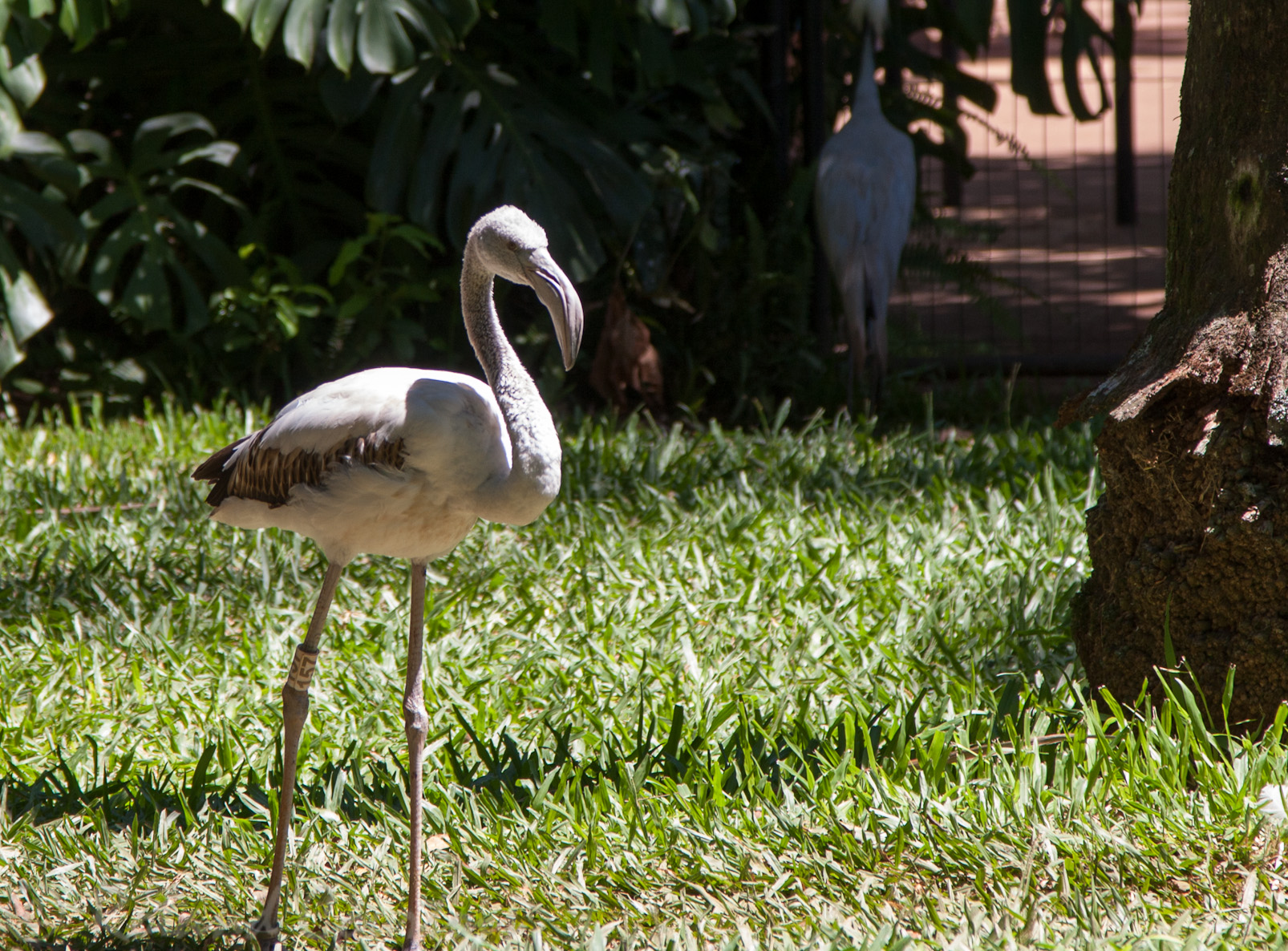 Flamant rose