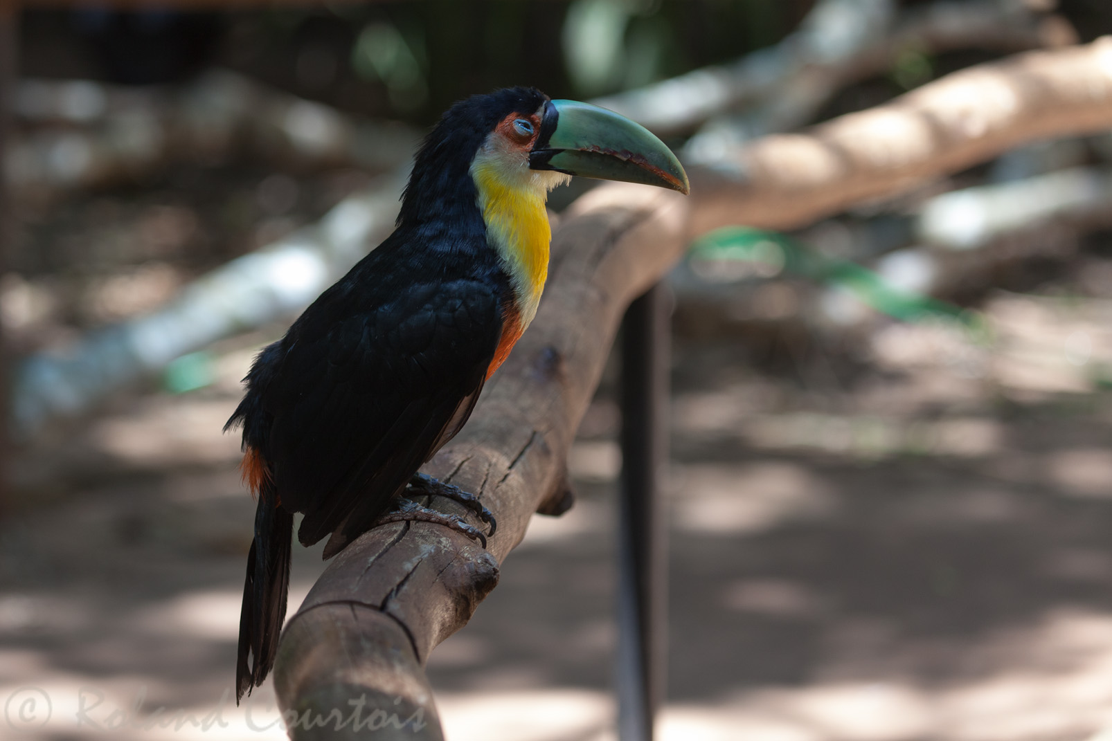 Toucan à ventre rouge