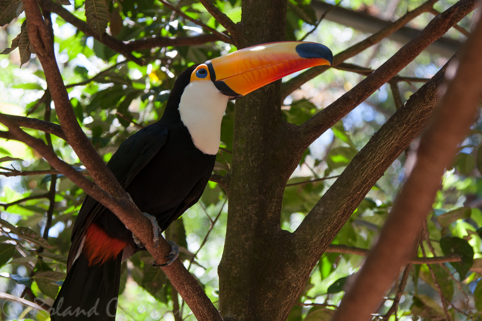 Toucan toco