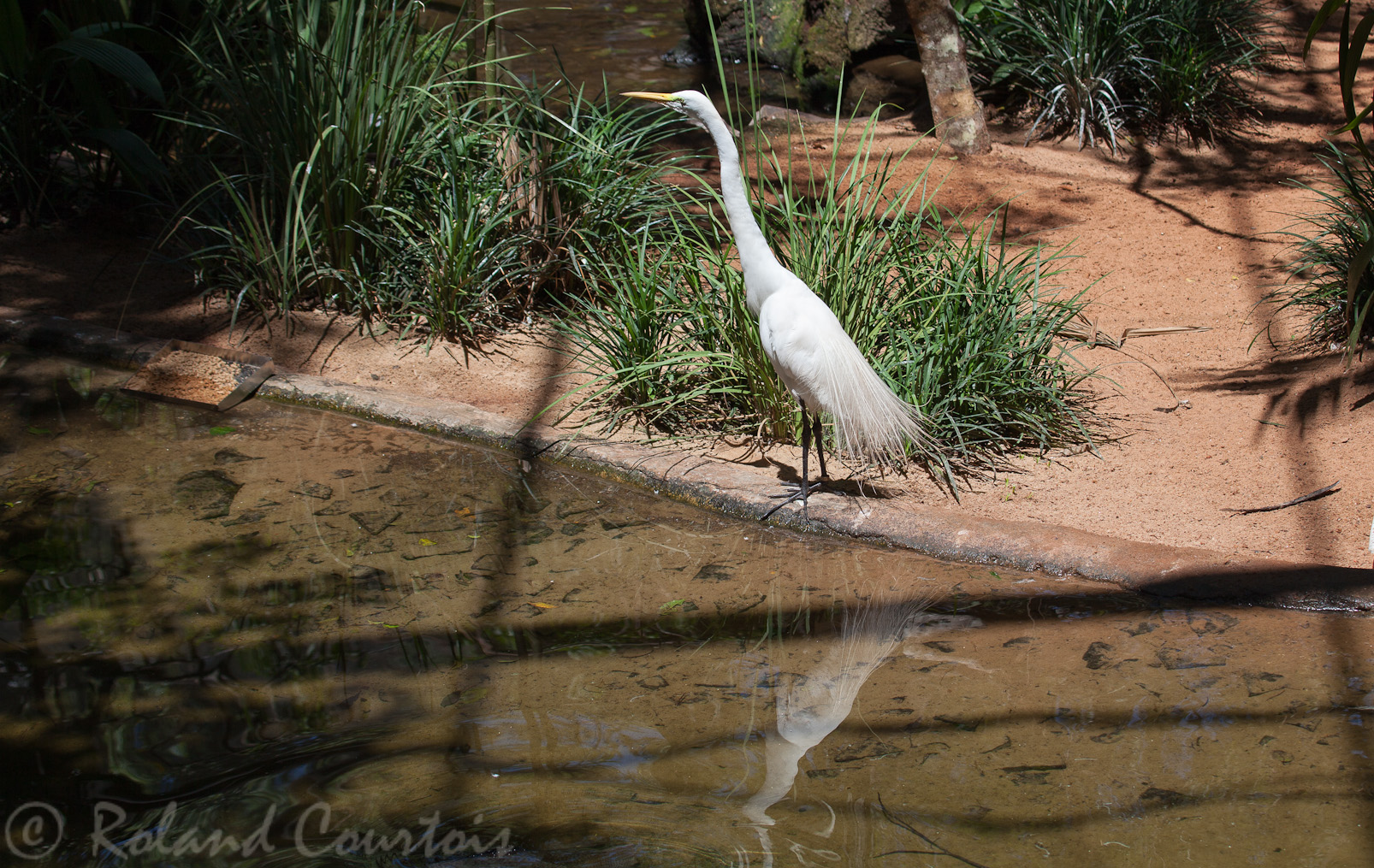 Grande Aigrette