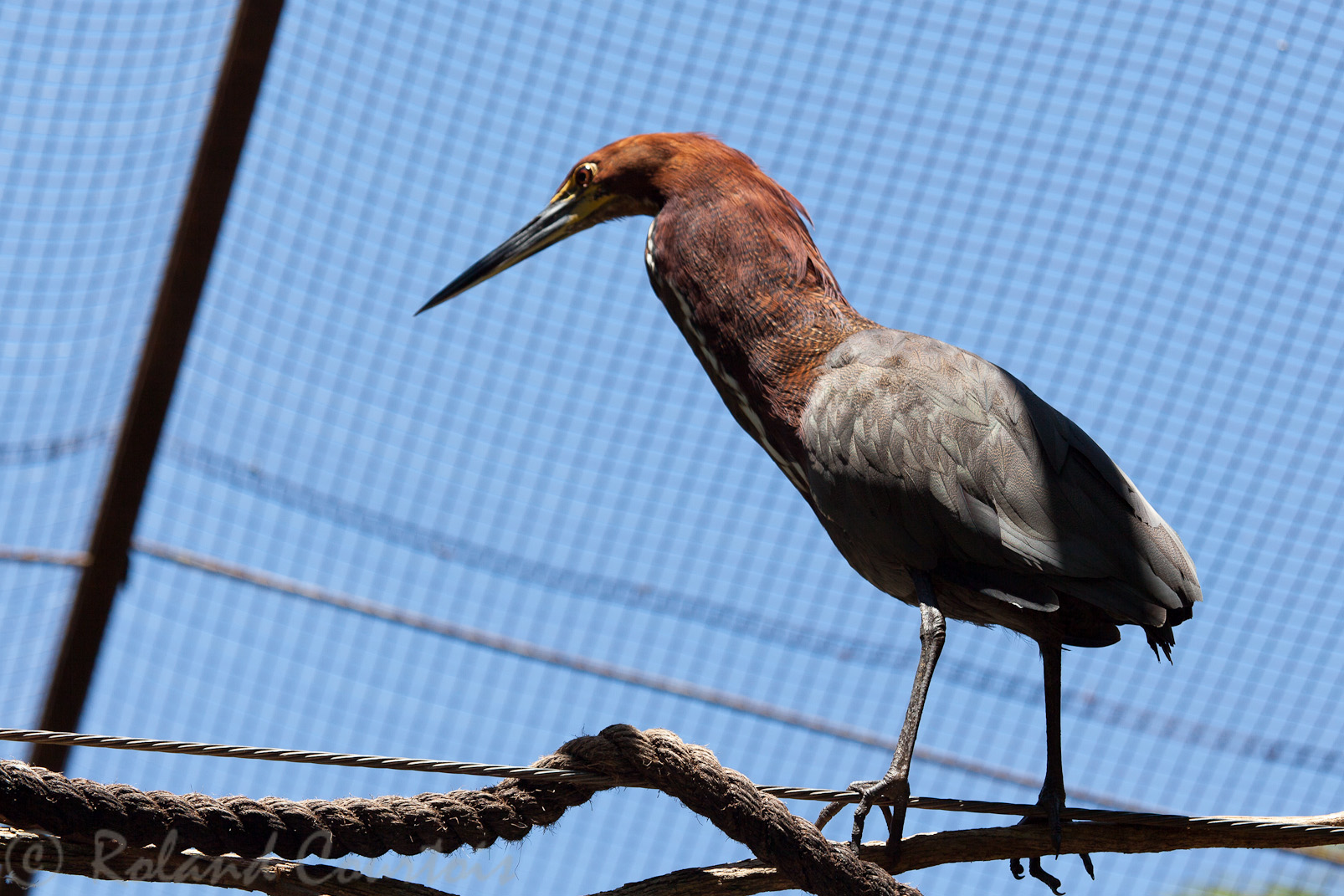 Aigrette roussâtre