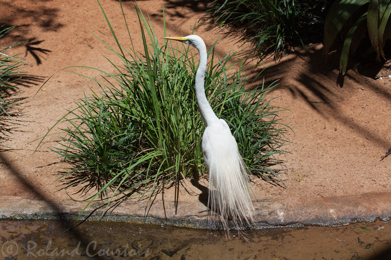 Grande Aigrette