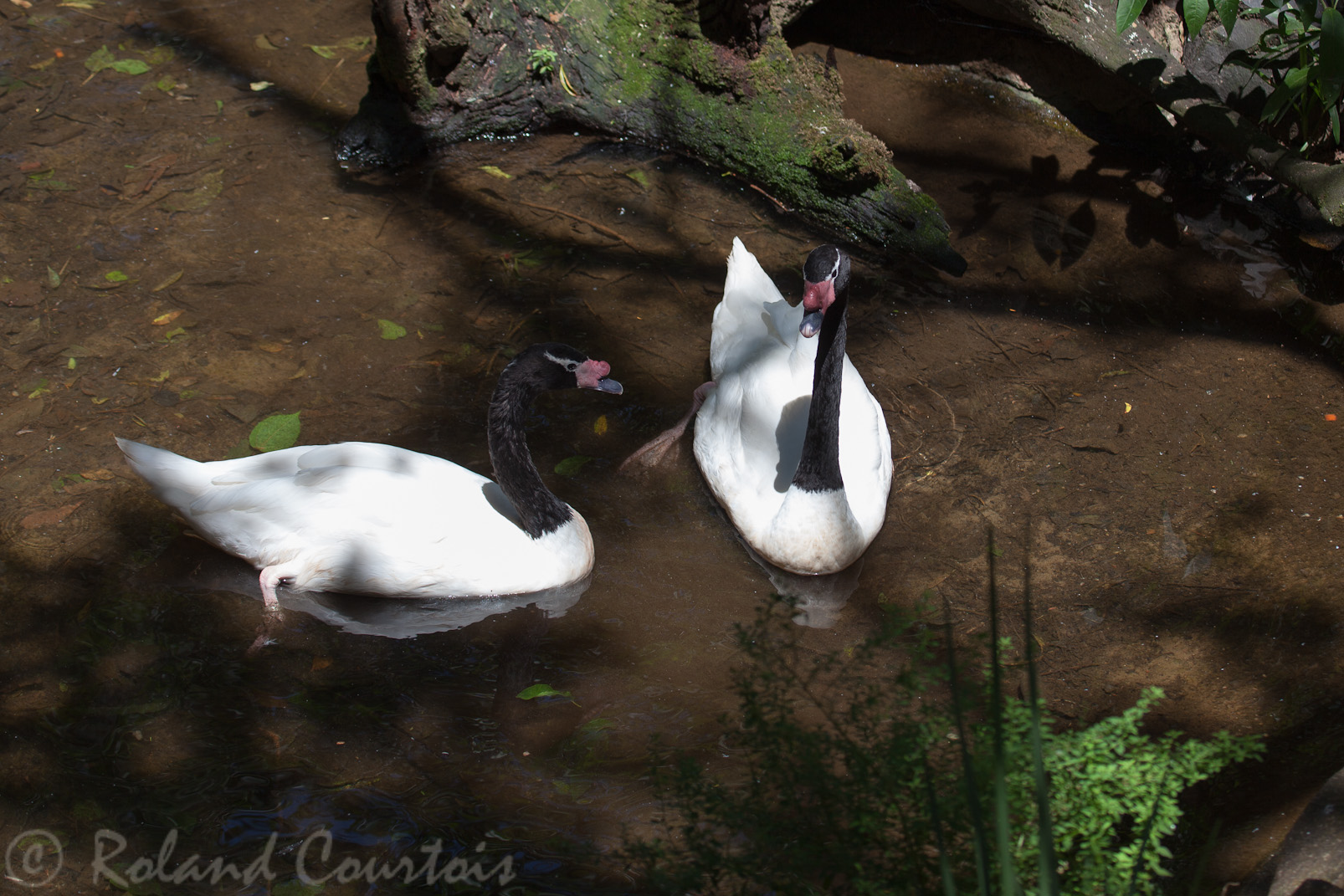 Cygne à cou noir