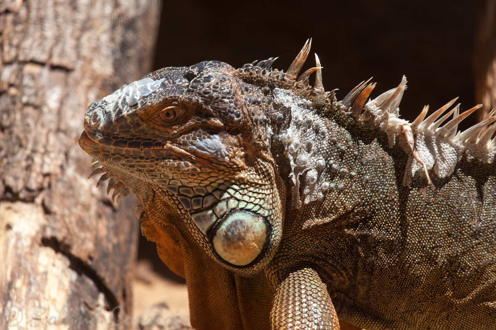 Iguane vert