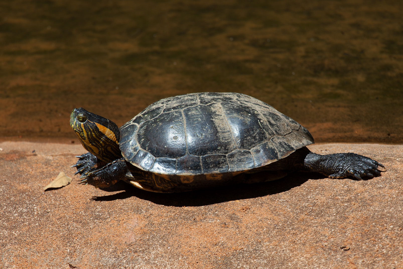 Trachemys Dorbigni