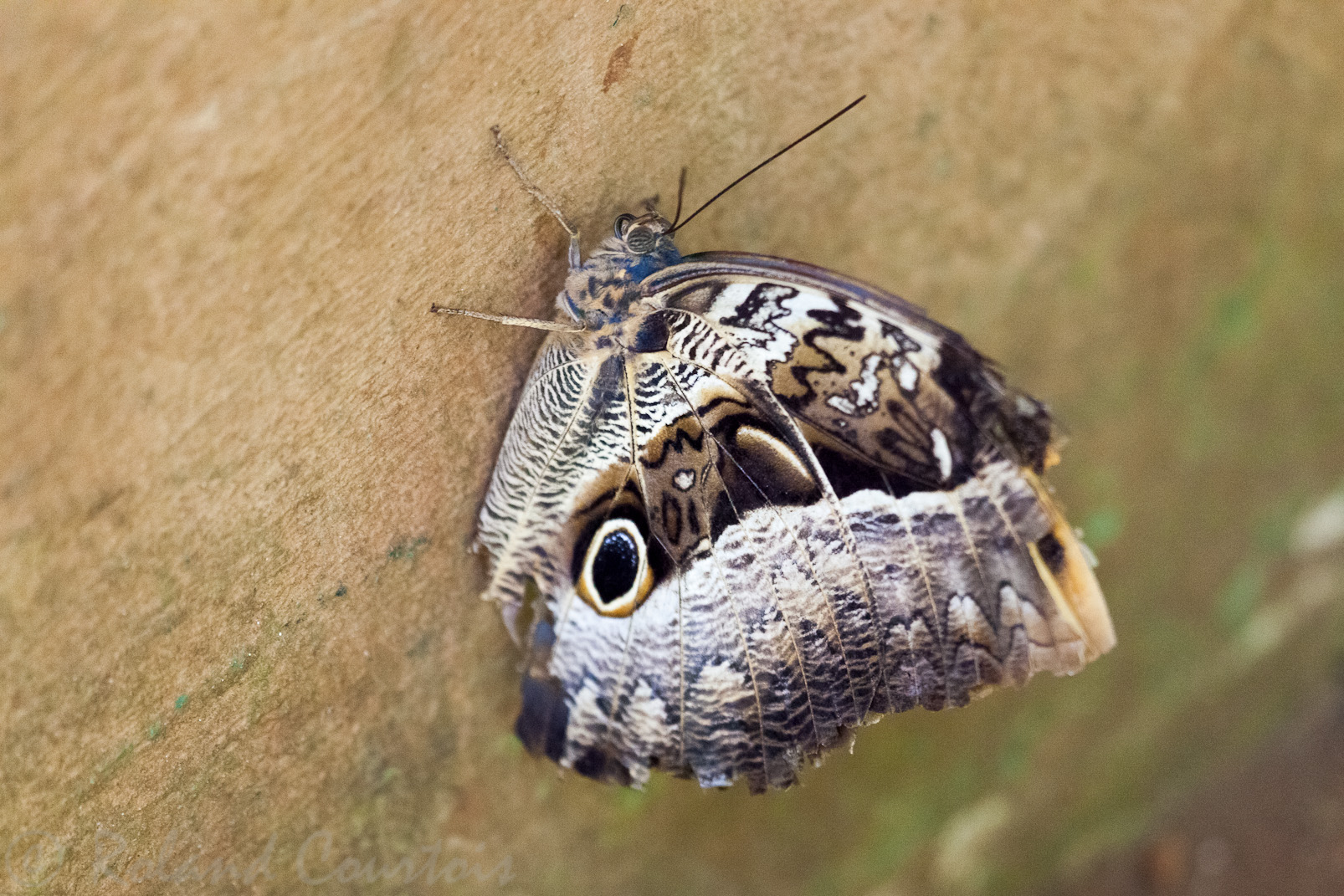 Papillon hibou