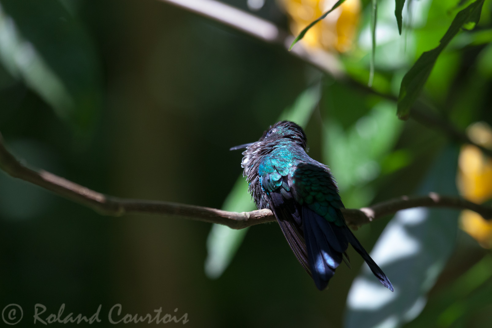 Colibri à menton bleu