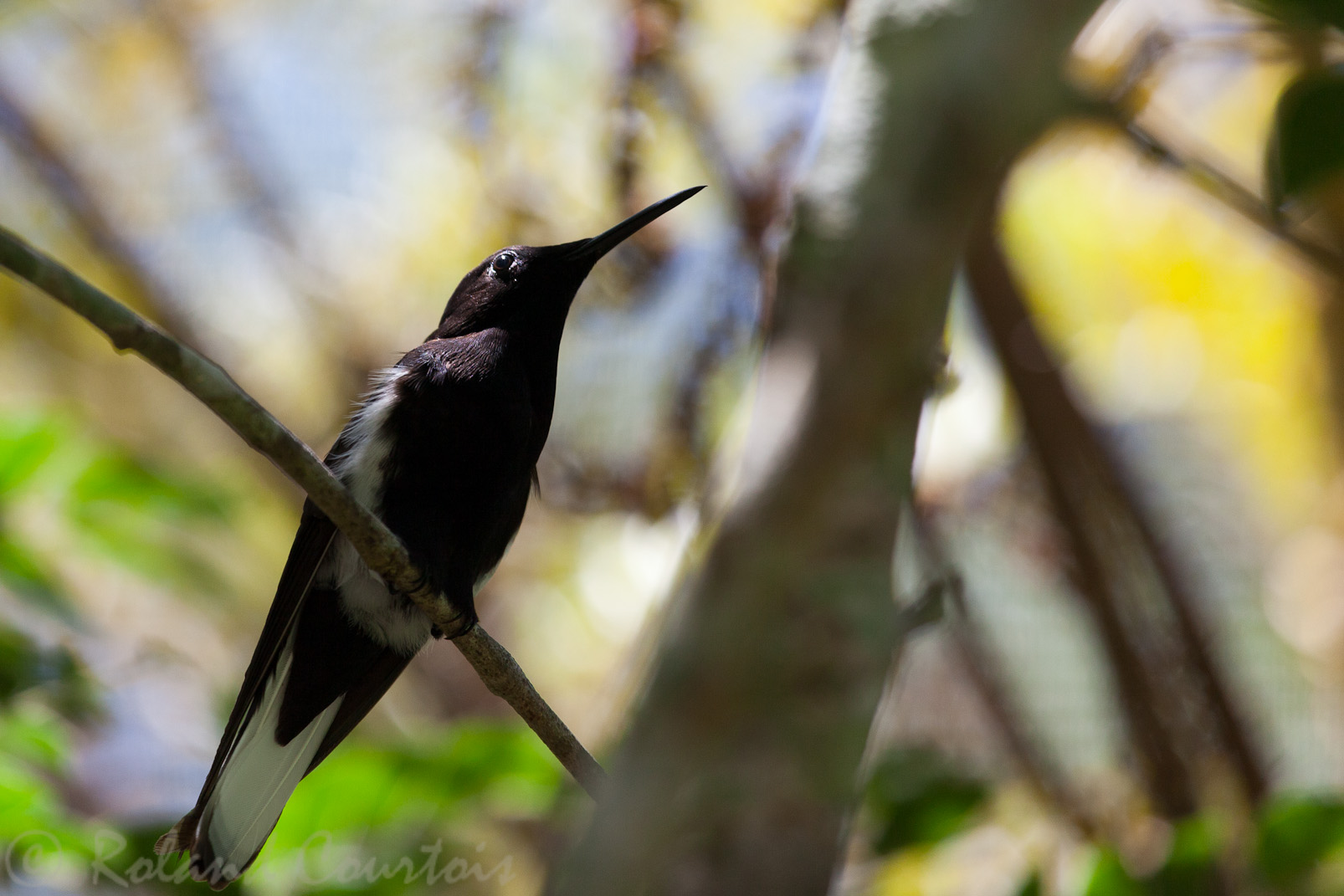 Colibri demi-deuil,