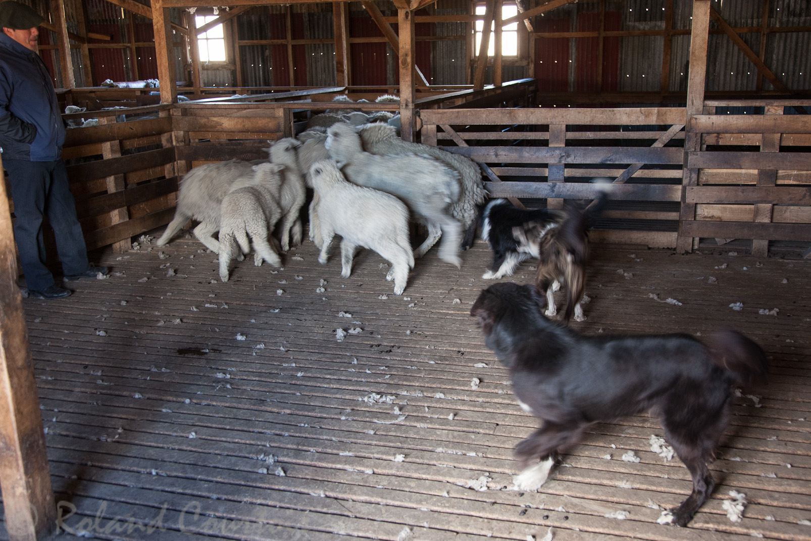 Estancia Los Manantiales. Les chiens rassemblent les moutons avant la tonte.