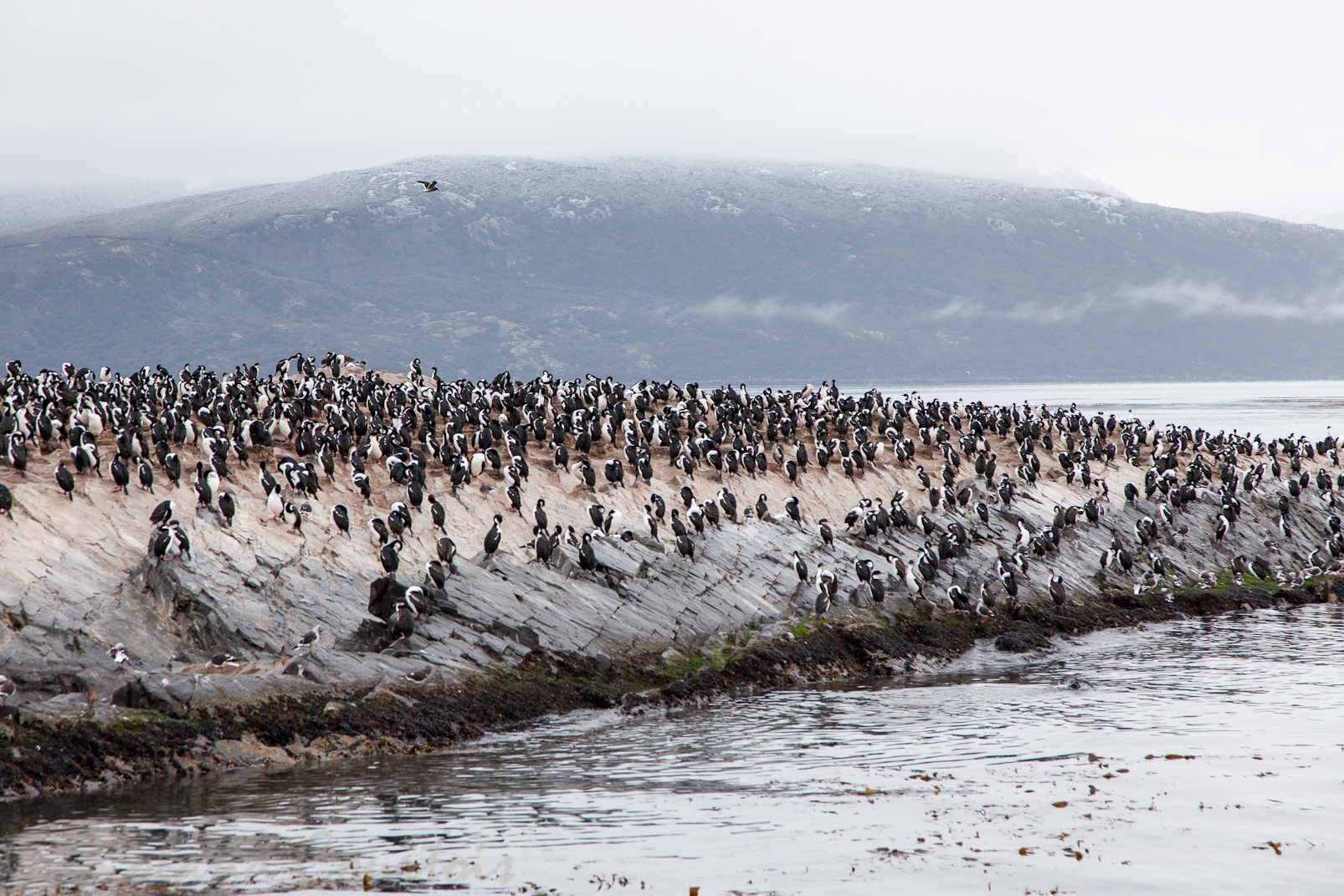 Des milliers de cormorans impériaux.