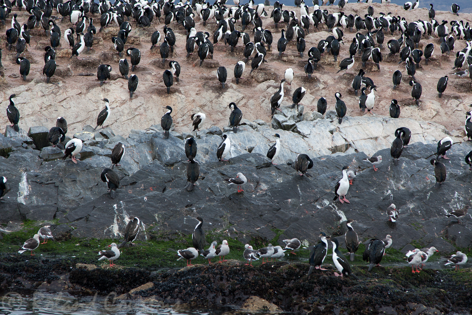 Des milliers de cormorans impériaux et de goélands dominicains.