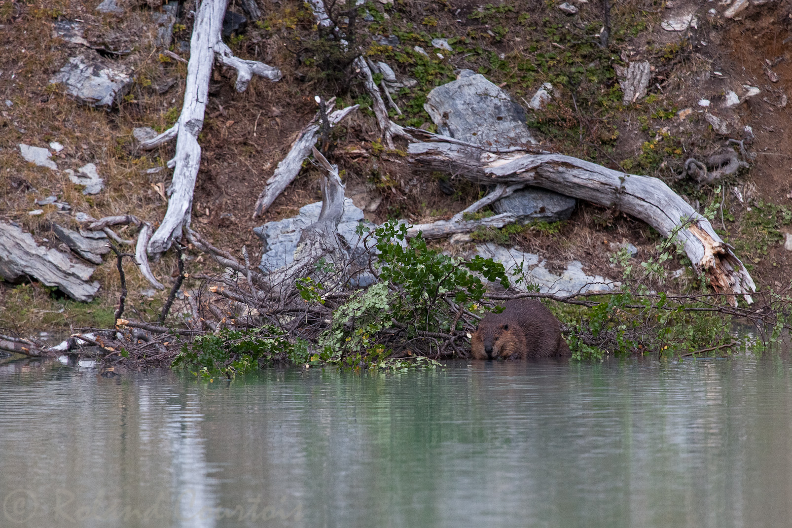 Castor canadien, North American Beaver